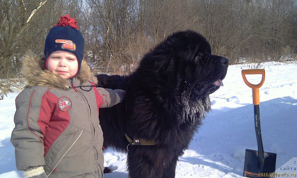 Фото: ньюфаундленд Блек Гениус Бриллиант