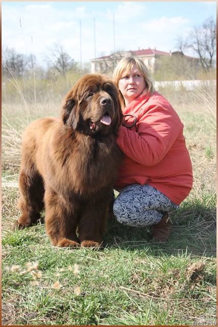 Фото: ньюфаундленд Ваше Благородие с Берега Дона (Vashe Blagorodie s Berega Dona)