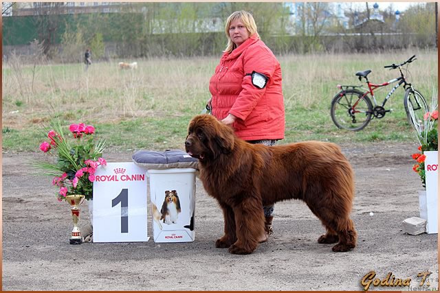 Фото: ньюфаундленд Ваше Благородие с Берега Дона (Vashe Blagorodie s Berega Dona)