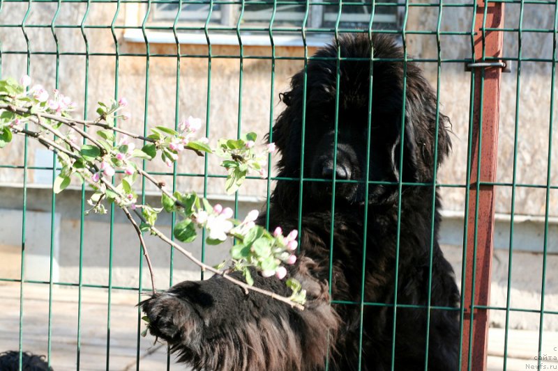 Фото: ньюфаундленд Черная Мафия Алл Ригхтс Ресервед (Chernaya Mafia Аll Rights Reserved)