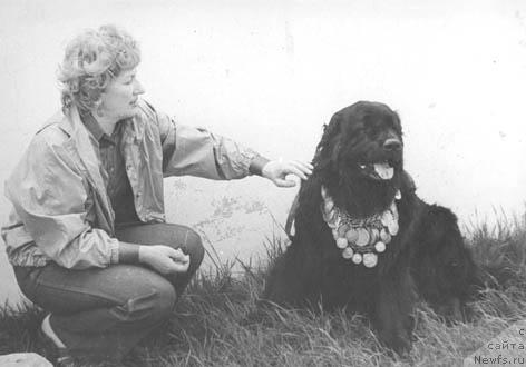 Фото: ньюфаундленд Mario vom Wolfswinkel (Марио фом Вольфсвинкель)