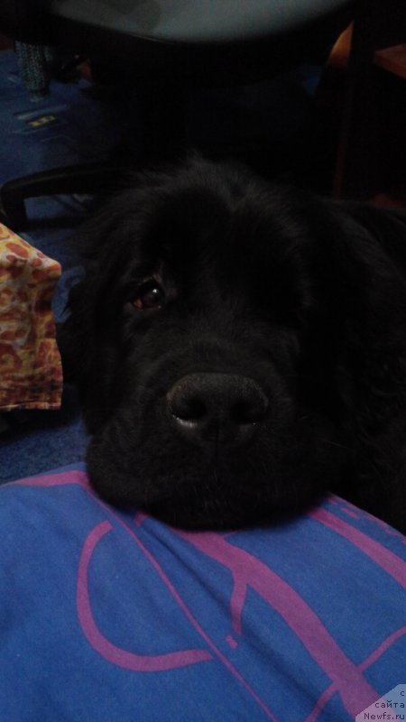 Фото: ньюфаундленд Белкондер-Клаб Ямайка Блю Маунтин (Belkonder-Club Jamaica Blue Mountin)