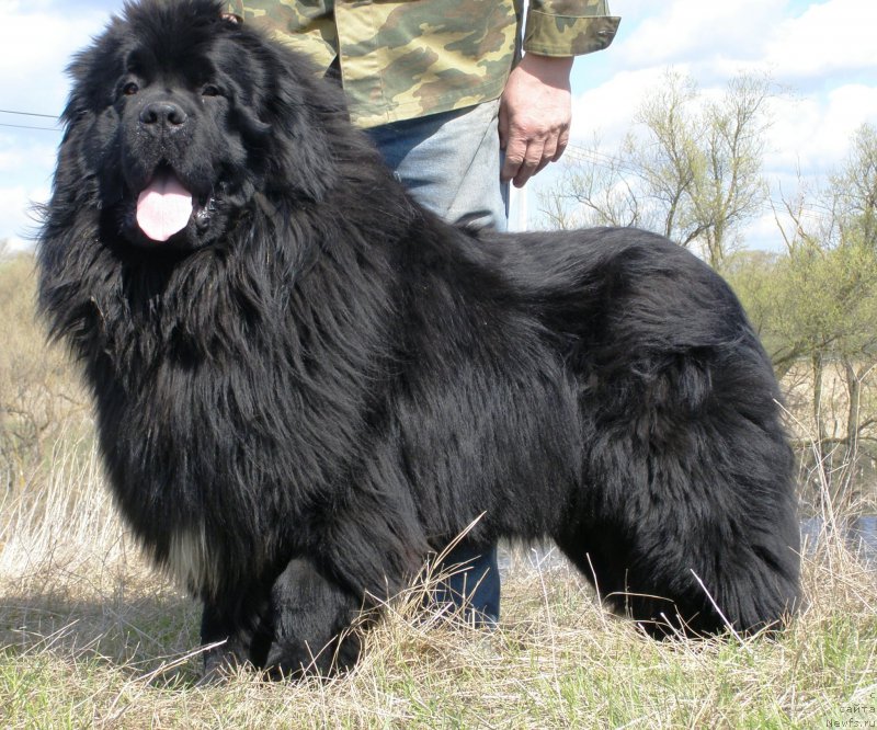 Фото: ньюфаундленд Jofrey of Mister Newf