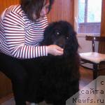 Фото: ньюфаундленд Юджин с Берега Дона