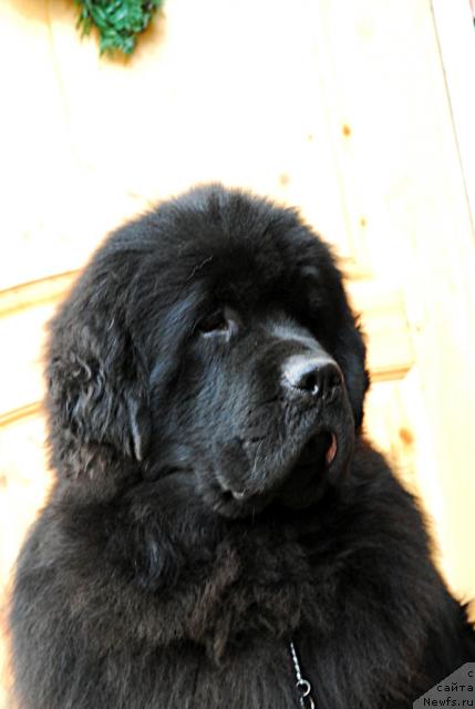 Фото: ньюфаундленд Kloofbears My Dream for Sent Djons