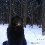 Фото: ньюфаундленд Юджин с Берега Дона