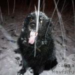 Фото: ньюфаундленд Юджин с Берега Дона