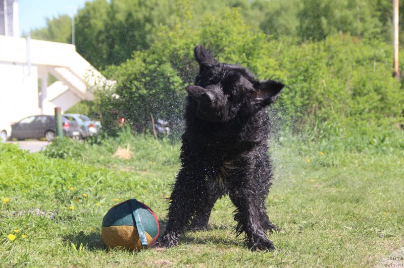 Фото: ньюфаундленд Ланкастер