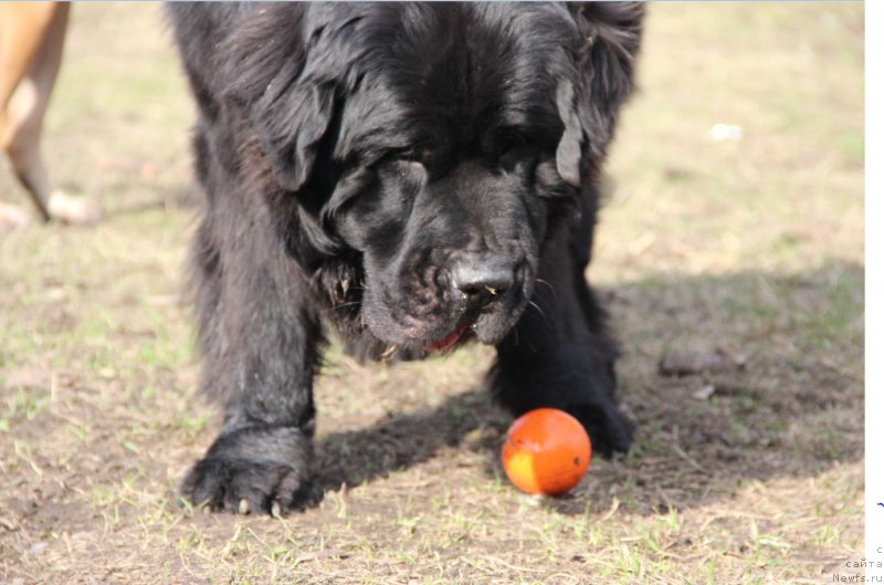 Фото: ньюфаундленд Ланкастер