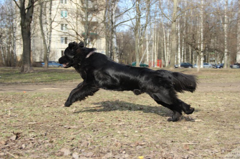 Фото: ньюфаундленд Ланкастер