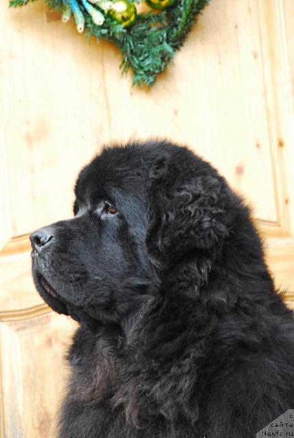 Фото: ньюфаундленд Kloofbears My Dream for Sent Djons