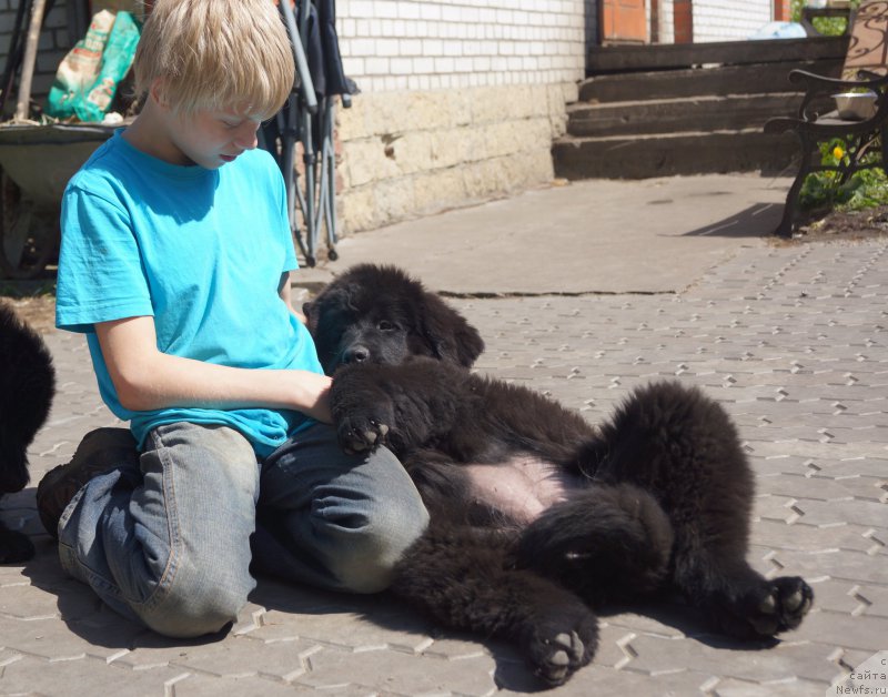 Фото: ньюфаундленд Енигматик Кингд Ан Абсолуте Дреам (Enigmatic kingd An Absolute Dream)