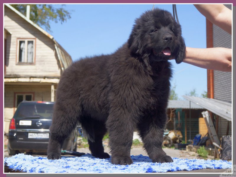 Фото: ньюфаундленд Енигматик Кингд Ан Абсолуте Дреам (Enigmatic kingd An Absolute Dream)