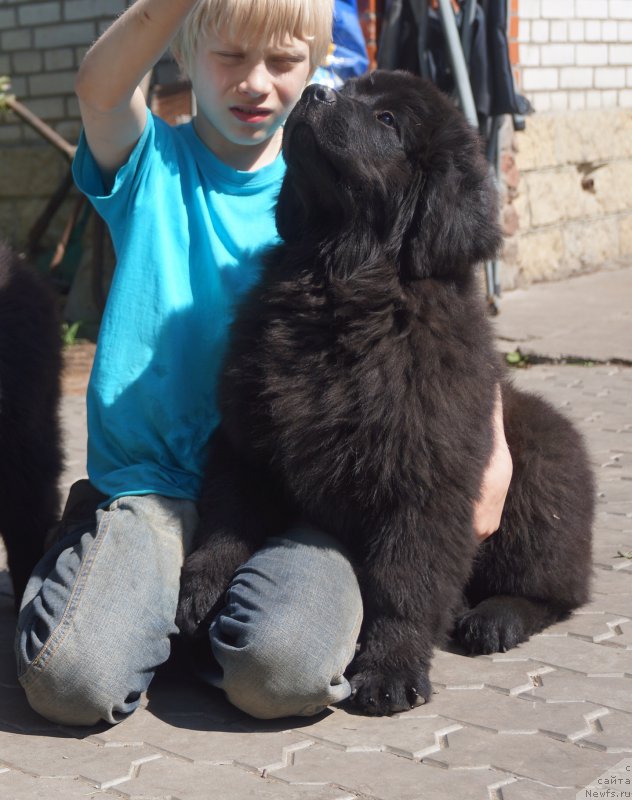 Фото: ньюфаундленд Енигматик Кингд Ан Абсолуте Дреам (Enigmatic kingd An Absolute Dream)