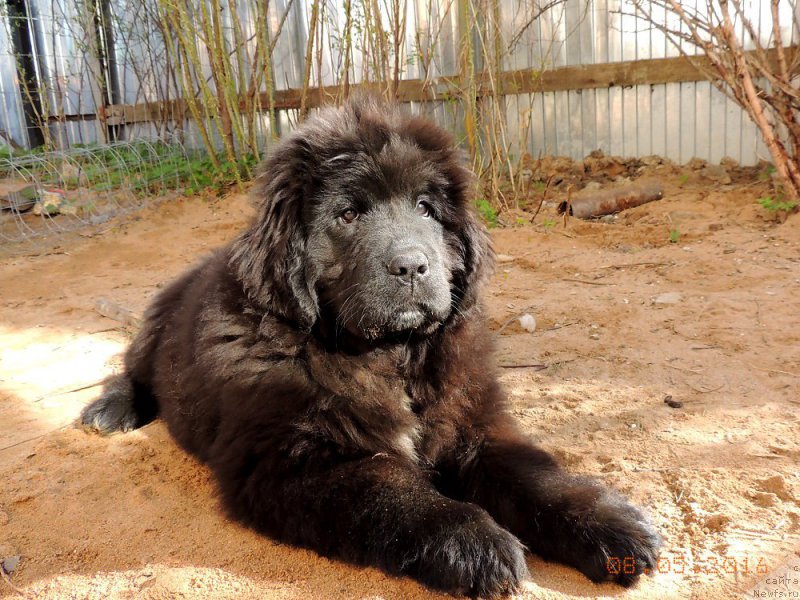 Фотография № 207645