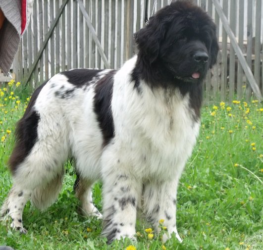 Фотография № 207648