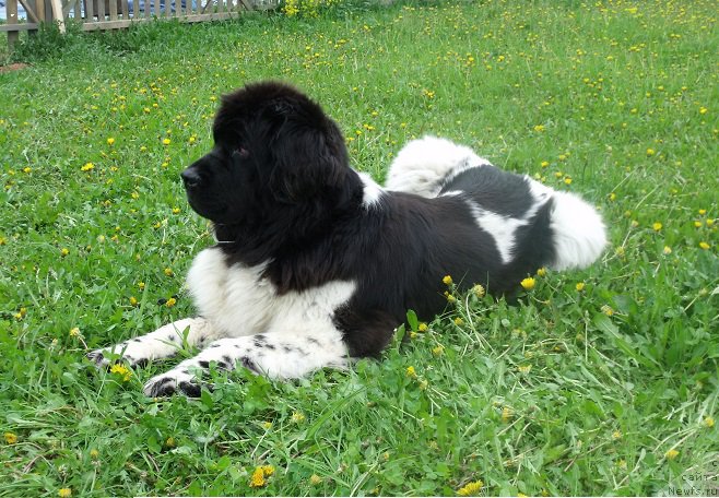 Фотография № 207650