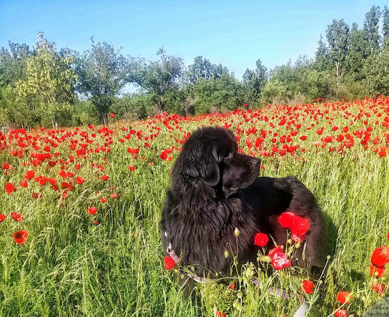 Фото: ньюфаундленд Ньюфорт Дивная Диана