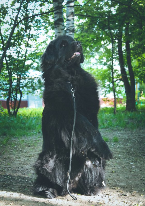 Фотография № 207666