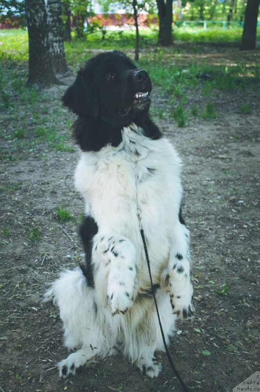 Фотография № 207669