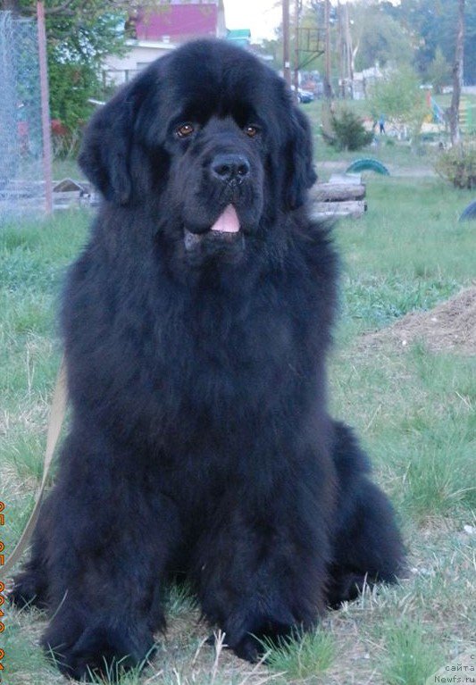 Фото: ньюфаундленд Нью-Пом-Шир Арктур Сварт Бьорн