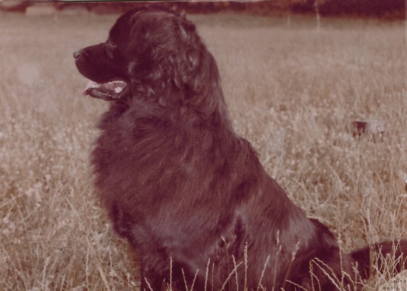 Фото: ньюфаундленд Эссен Чара