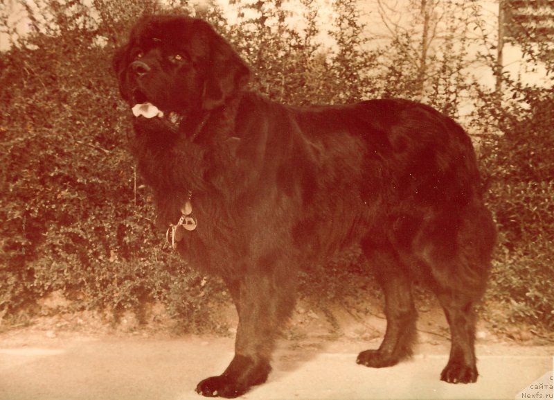 Фото: ньюфаундленд Вельд