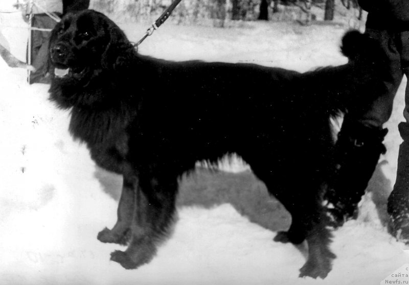 Фото: ньюфаундленд Мэр Иржи Янус