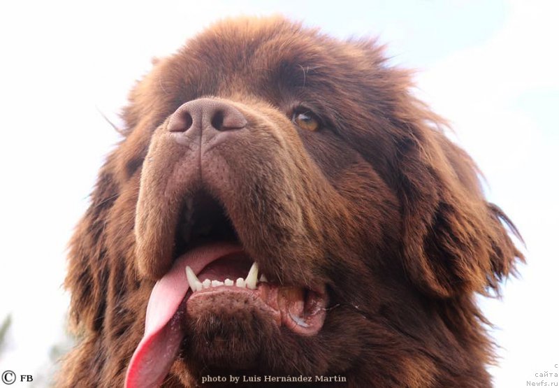 Фото: ньюфаундленд Фанньюф Адриатика (Funnewf Adriatika)