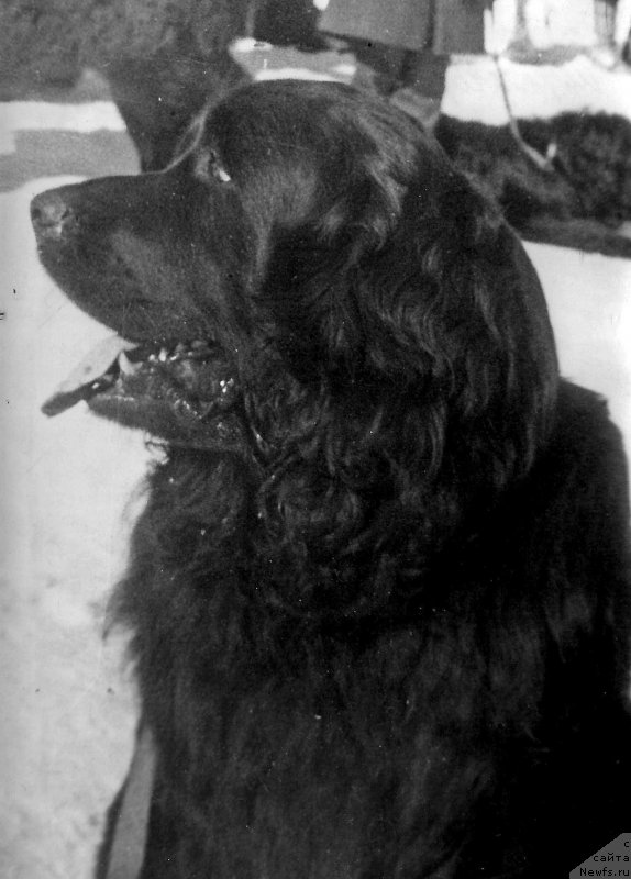 Фото: ньюфаундленд Боджер Чаршер