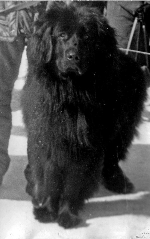 Фото: ньюфаундленд Хабур Ягри