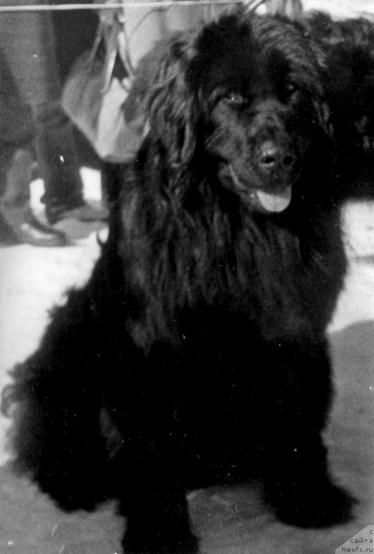 Фото: ньюфаундленд Хелли Ягри