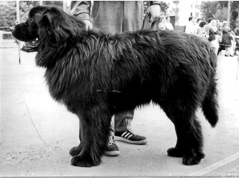 Фото: ньюфаундленд Арно Нью Лэнд