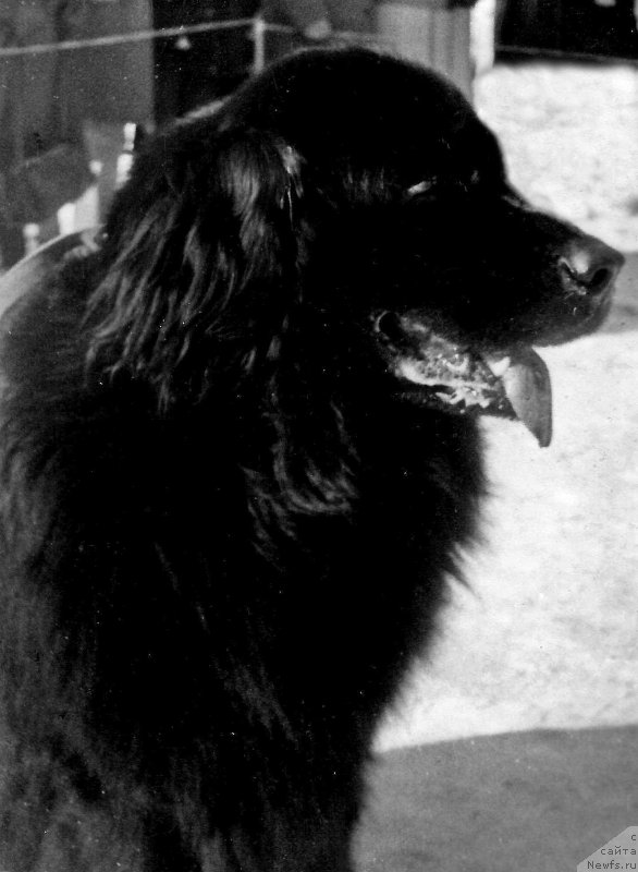 Фото: ньюфаундленд Оскар Рэмби