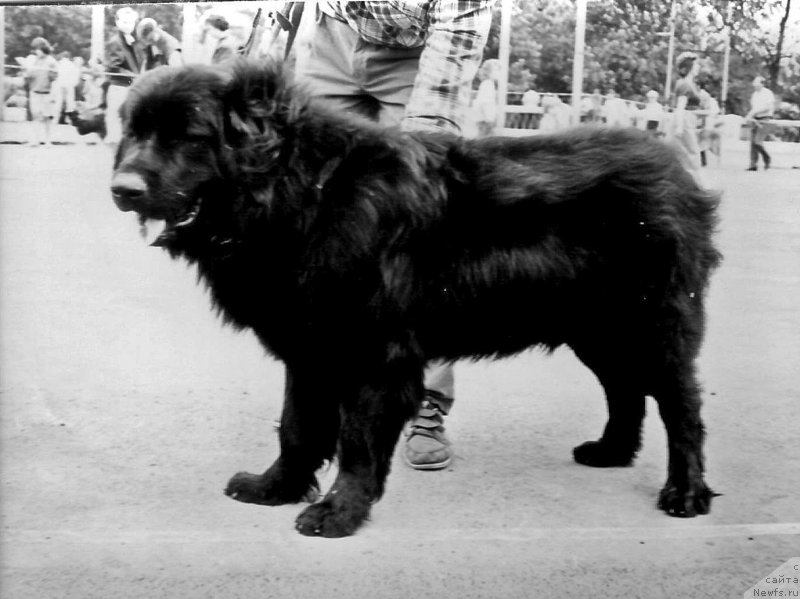 Фото: ньюфаундленд Кид Нью Лэнд