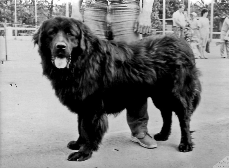 Фото: ньюфаундленд Мейбер Симон