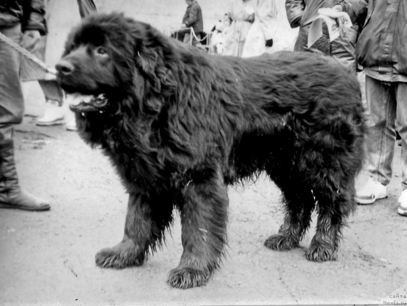 Фото: ньюфаундленд Рокки Жанесс