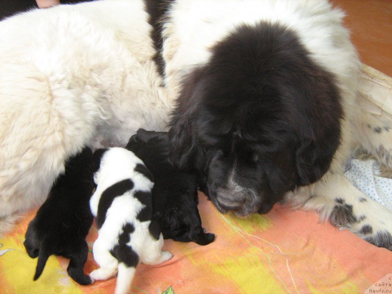 Фото: ньюфаундленд Тальяночка Морской Медведь (Talyanochka Morskoy Medved)