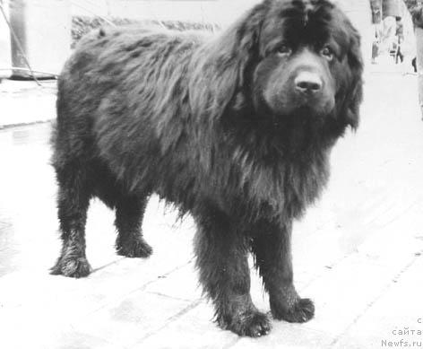 Фото: ньюфаундленд Биллиджи Мирт Яр