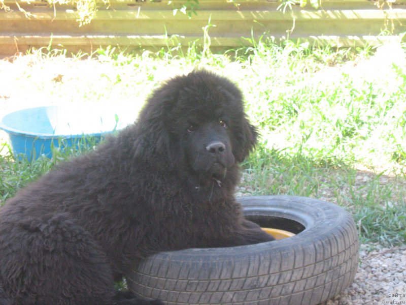 Фотография № 207701