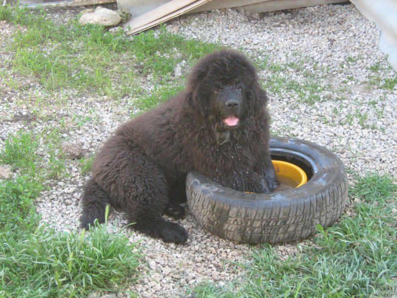 Фото: ньюфаундленд Зимний Дар с Берега Дона (Zimniy Dar s Berega Dona)