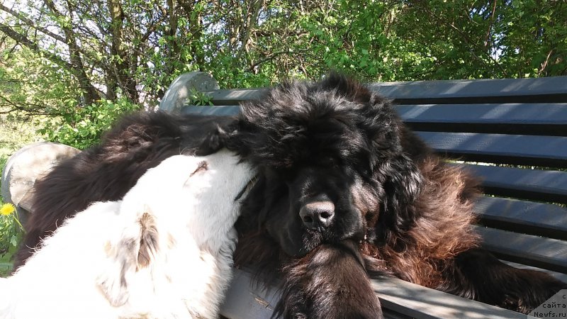 Фото: ньюфаундленд Фанньюф Жемапель Мадам Нуар (Funnewf Jemapel Madam Nuar), Ингрид - пиренейка
