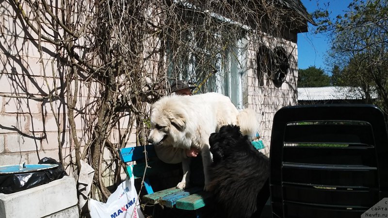 Фото: ньюфаундленд Фанньюф Жемапель Мадам Нуар (Funnewf Jemapel Madam Nuar), Ингрид - пиренейка