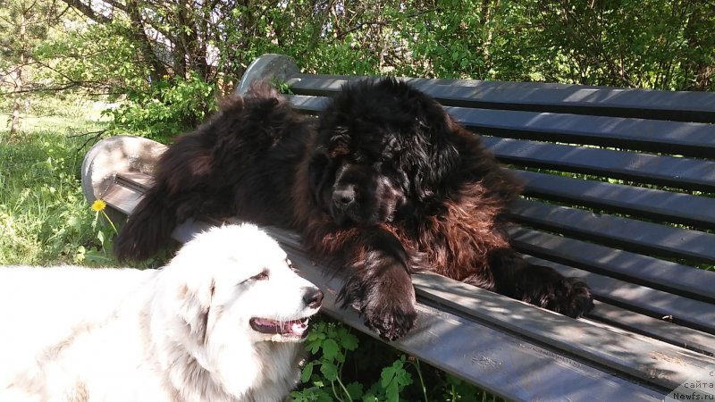 Фото: ньюфаундленд Фанньюф Жемапель Мадам Нуар (Funnewf Jemapel Madam Nuar), Ингрид - пиренейка