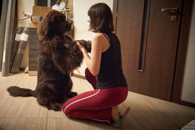 Фото: ньюфаундленд Фанньюф Аквилон (Funnewf Akvilon)