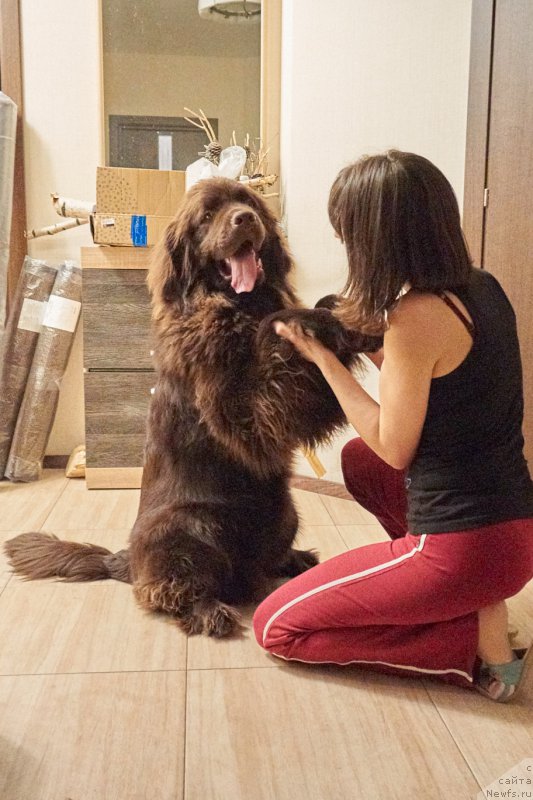 Фото: ньюфаундленд Фанньюф Аквилон (Funnewf Akvilon)