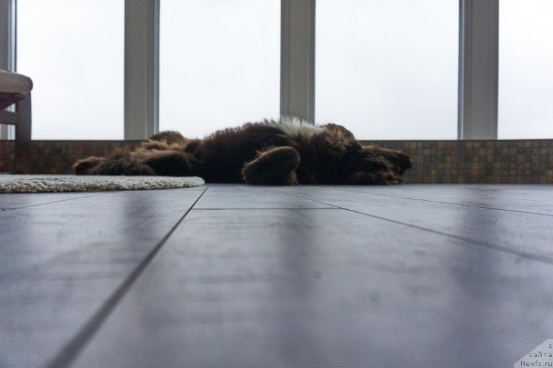 Фото: ньюфаундленд Фанньюф Аквилон (Funnewf Akvilon)