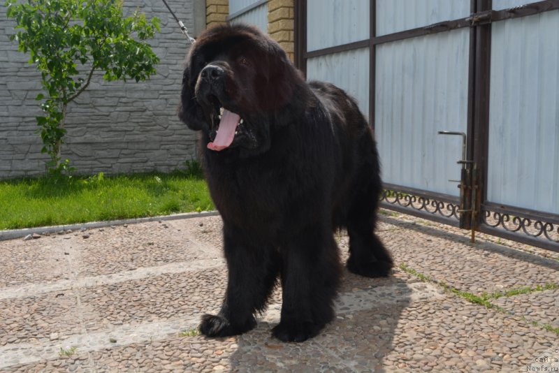 Фото: ньюфаундленд Velyke Malyatko Evshan-Zillya