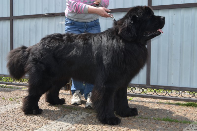 Фото: ньюфаундленд Velyke Malyatko Evshan-Zillya