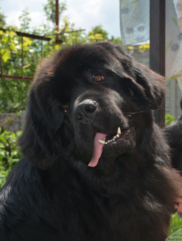 Фото: ньюфаундленд Velyke Malyatko Evshan-Zillya